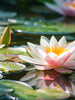 Kyoto in Bloom (Glasshouse) - Smart Vial